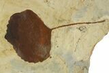 Plate with Three Fossil Leaves (Three Species) - Montana #269441-3